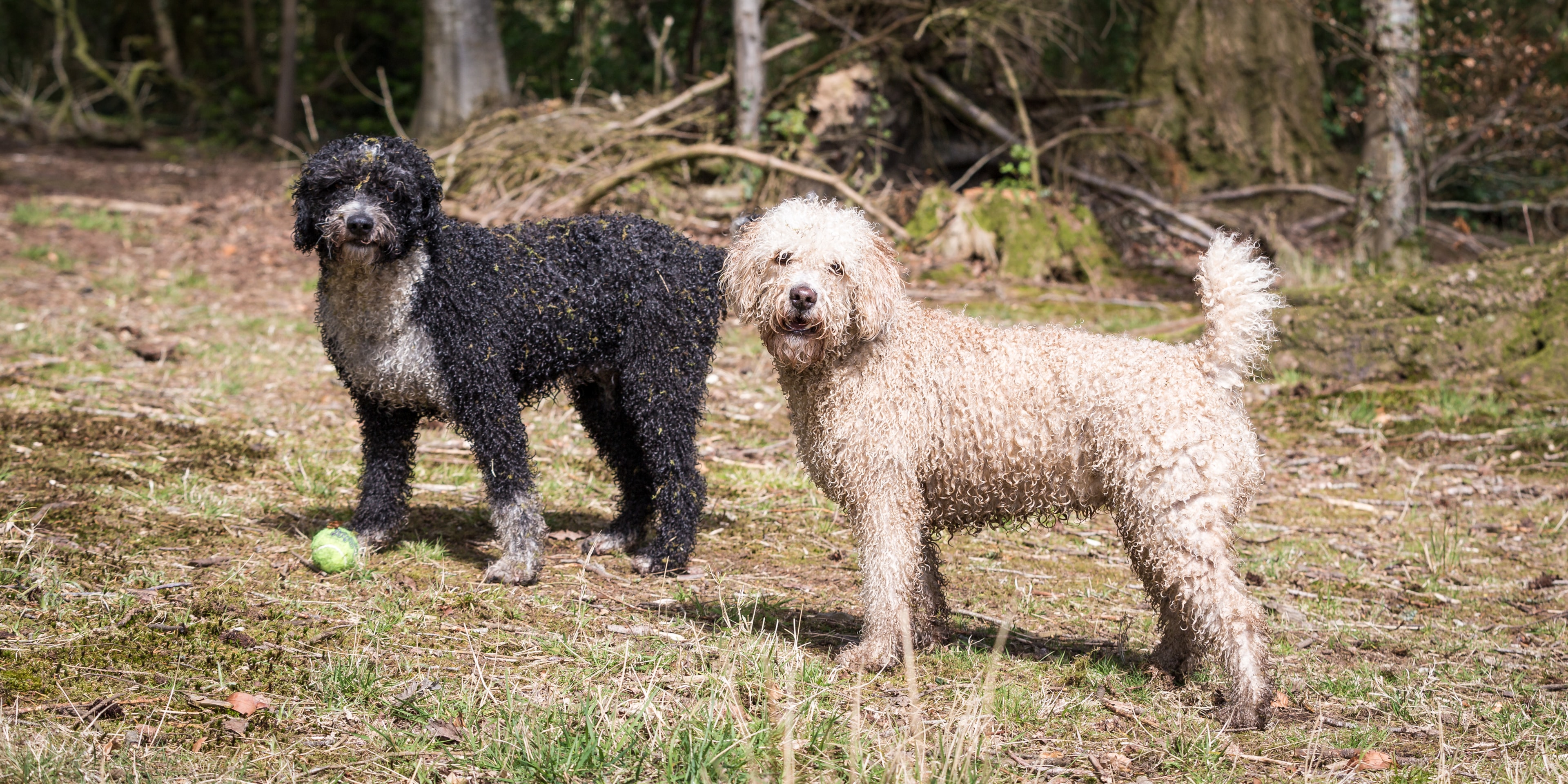Two socialized Spanish Water Dogs playing in a field