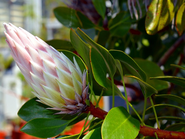 protea, king protea, protea cynaroides, protea exima, protea caffra, common protea, long stems