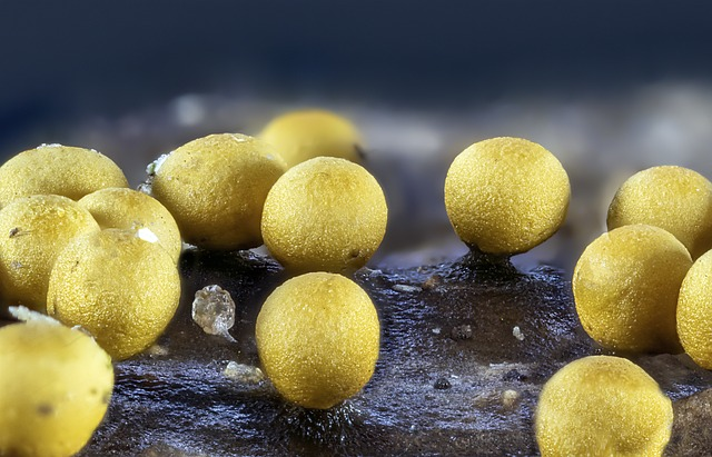 slime mold, tiny, micro