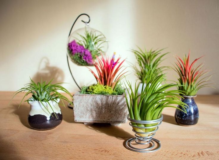 Air Plant Varieties: Exploring the Diversity