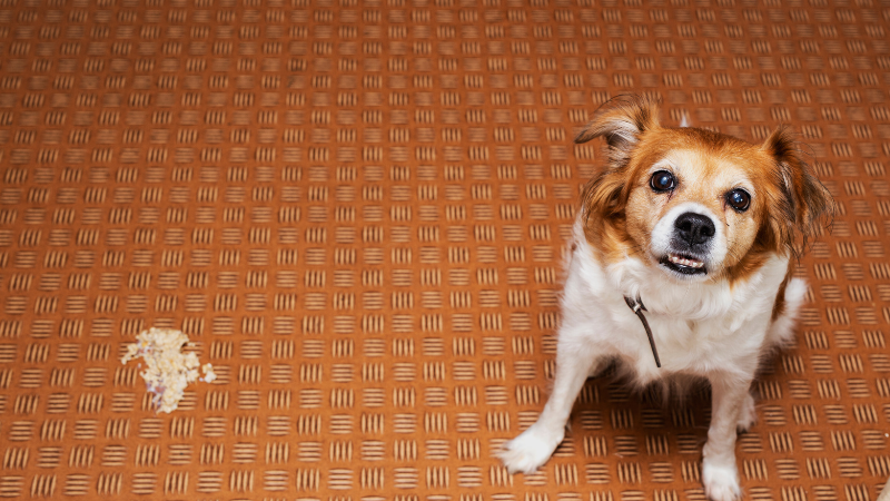 Dog keeps throwing outlet up undigested food