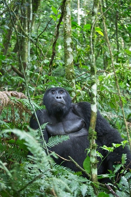 gorilla, ape, primate, jungle, leaves, foliage, nature, trekking, uganda