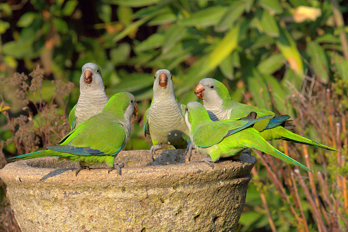 how much does a quaker parrot cost