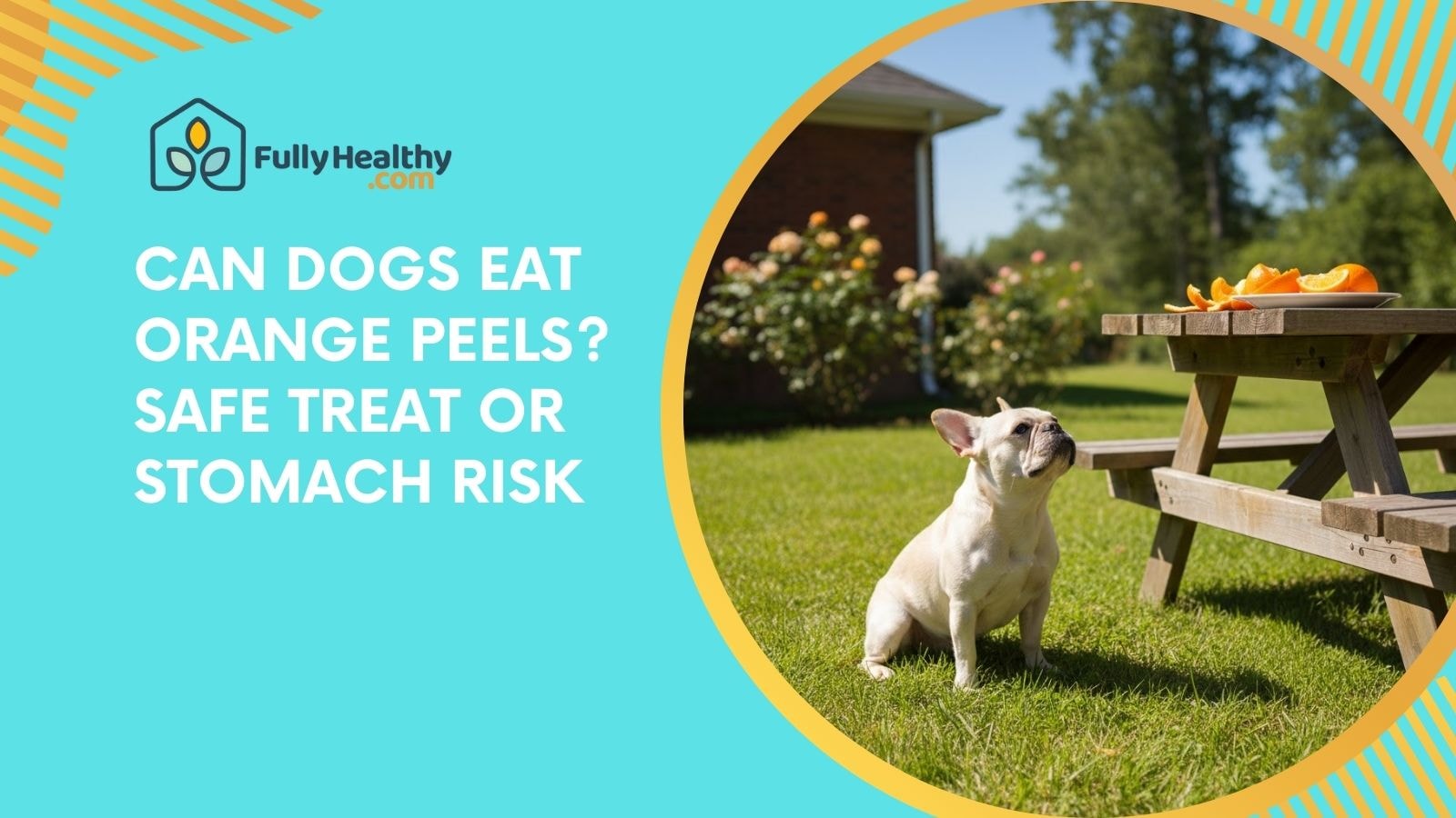 Can dogs eat orange peels? Safe Treat or Stomach Risk