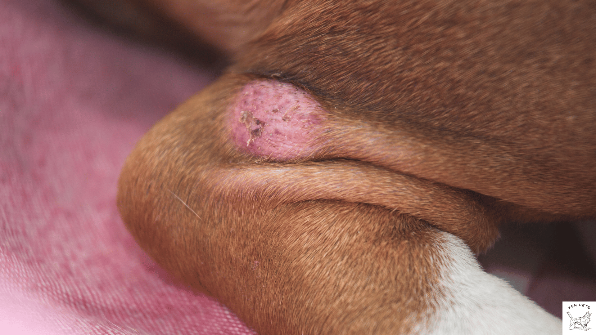 dog with inflammation on their skin