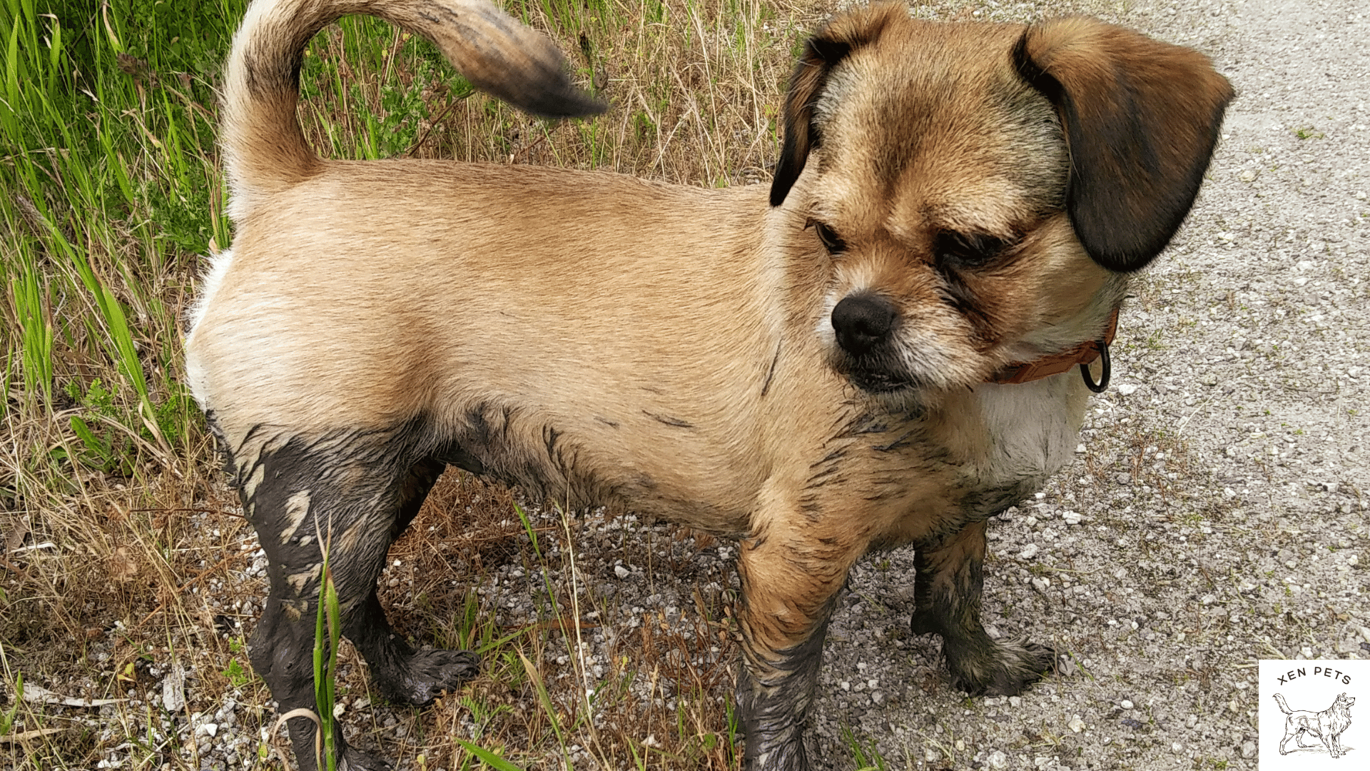 dirty dog needs a bath