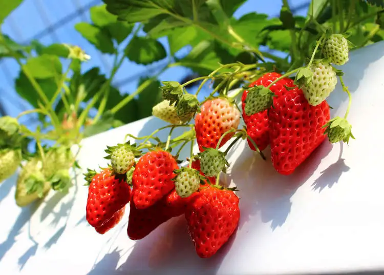 History of Japanese Strawberries