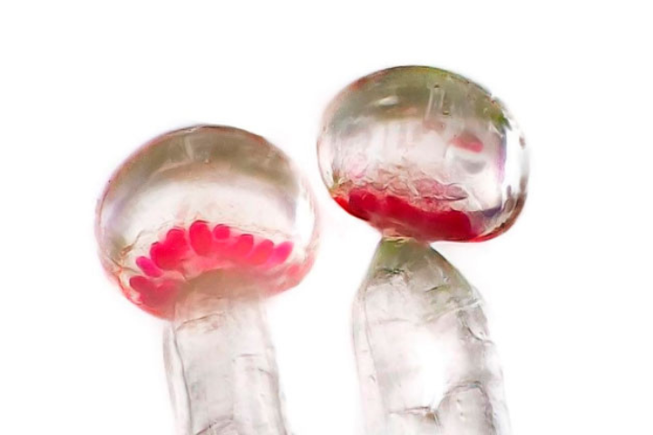 Cannabis produces naturally occurring cannabinoids in trichomes.