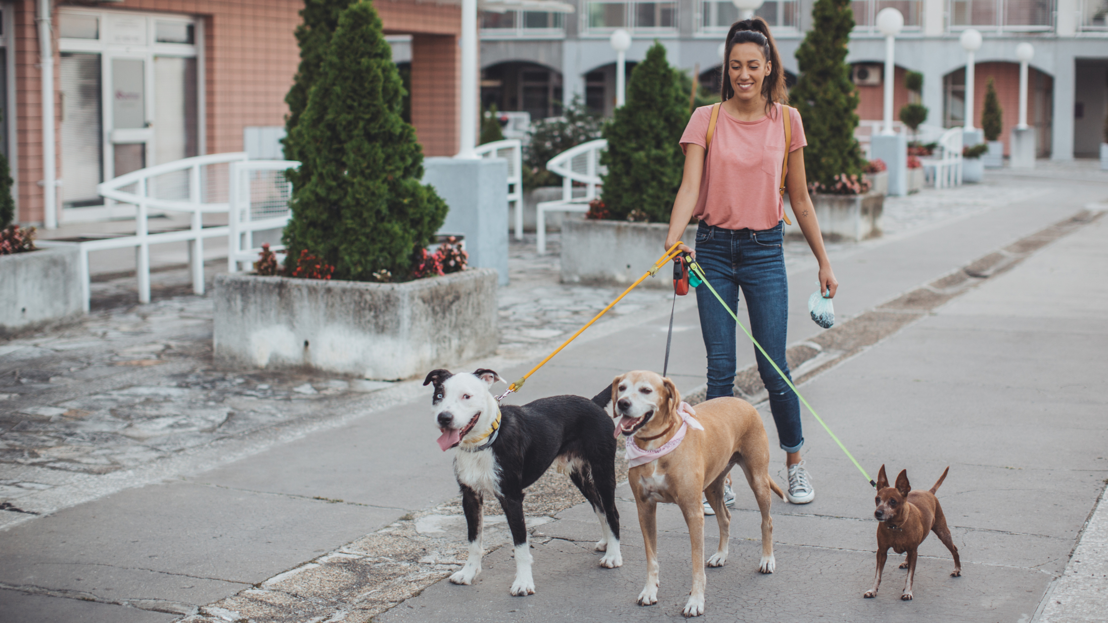 Dog walker and pet sitter small business idea at home