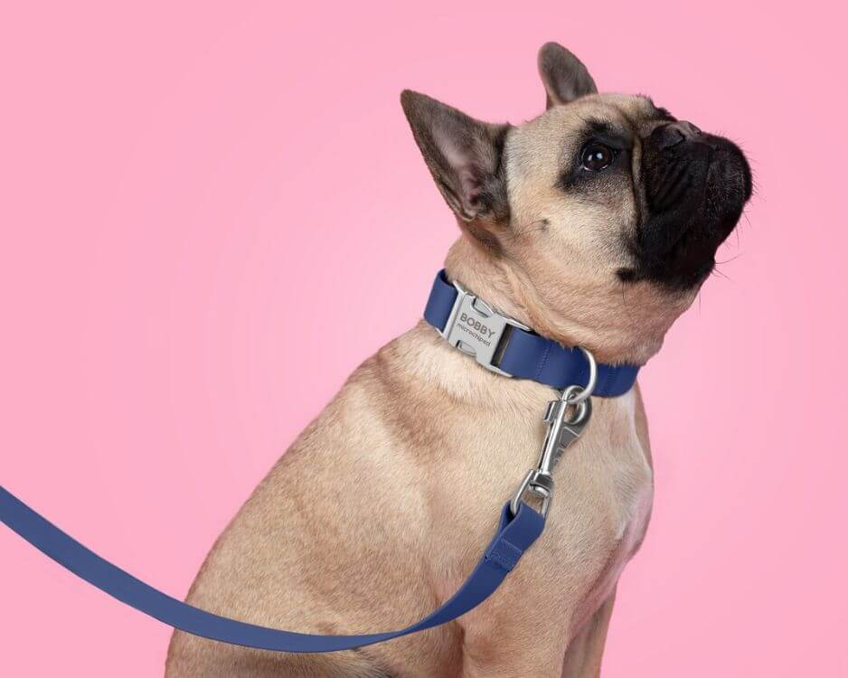 A dog wearing a waterproof collar and leash, looking stylish and ready for adventure