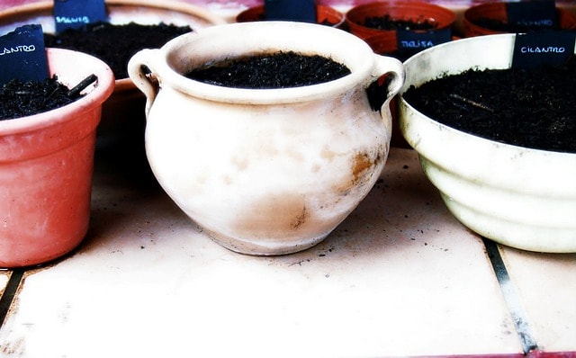 sow, planting, tiesto, pots, plant pot, flowerpot, sage, melisa, aromatic, herbs, seedlings, seeds, seed, tiera, fertilizer, cultivation, greenhouse, rural, farming, horticulture, nature, yard, flowerpot, melisa, seeds, fertilizer, fertilizer, fertilizer, fertilizer, fertilizer