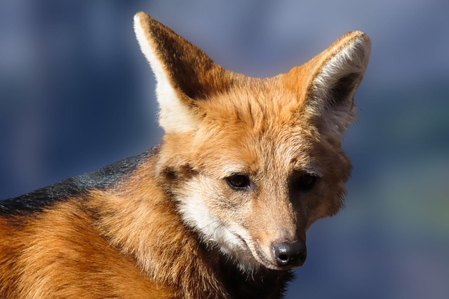 wildlife, maned wolf, predator