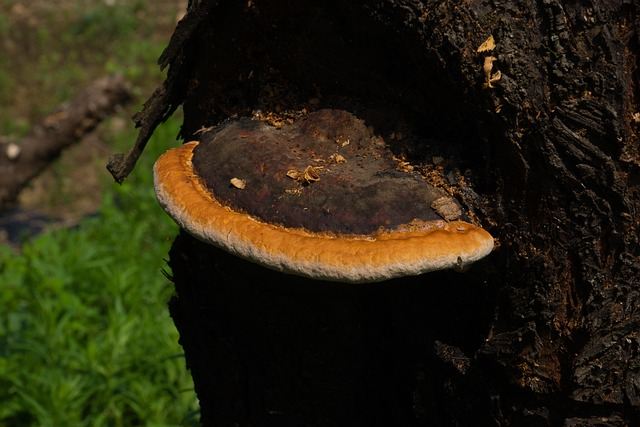 anti-cancer mushroom, situation mushroom, gold color