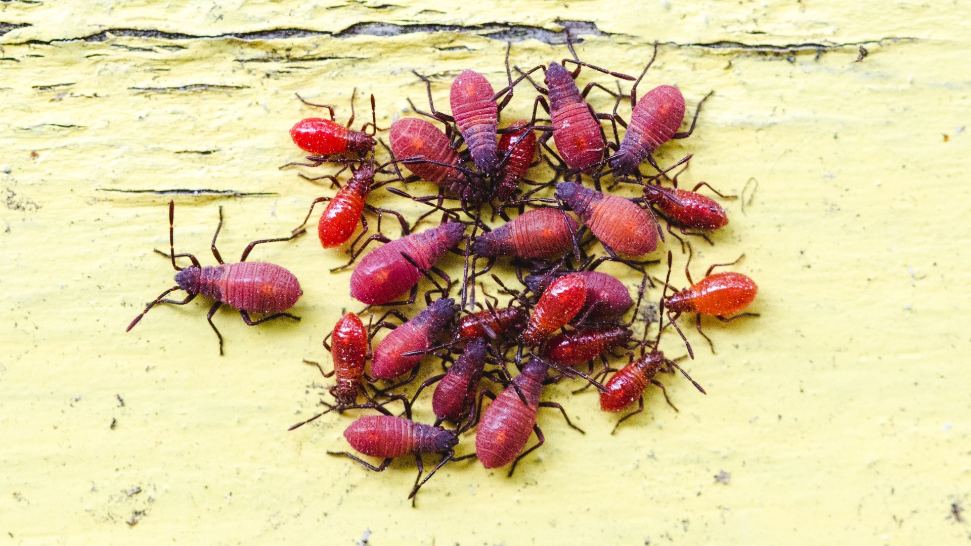 An image of boxelder nymphs on a yellow painted wooden surface.