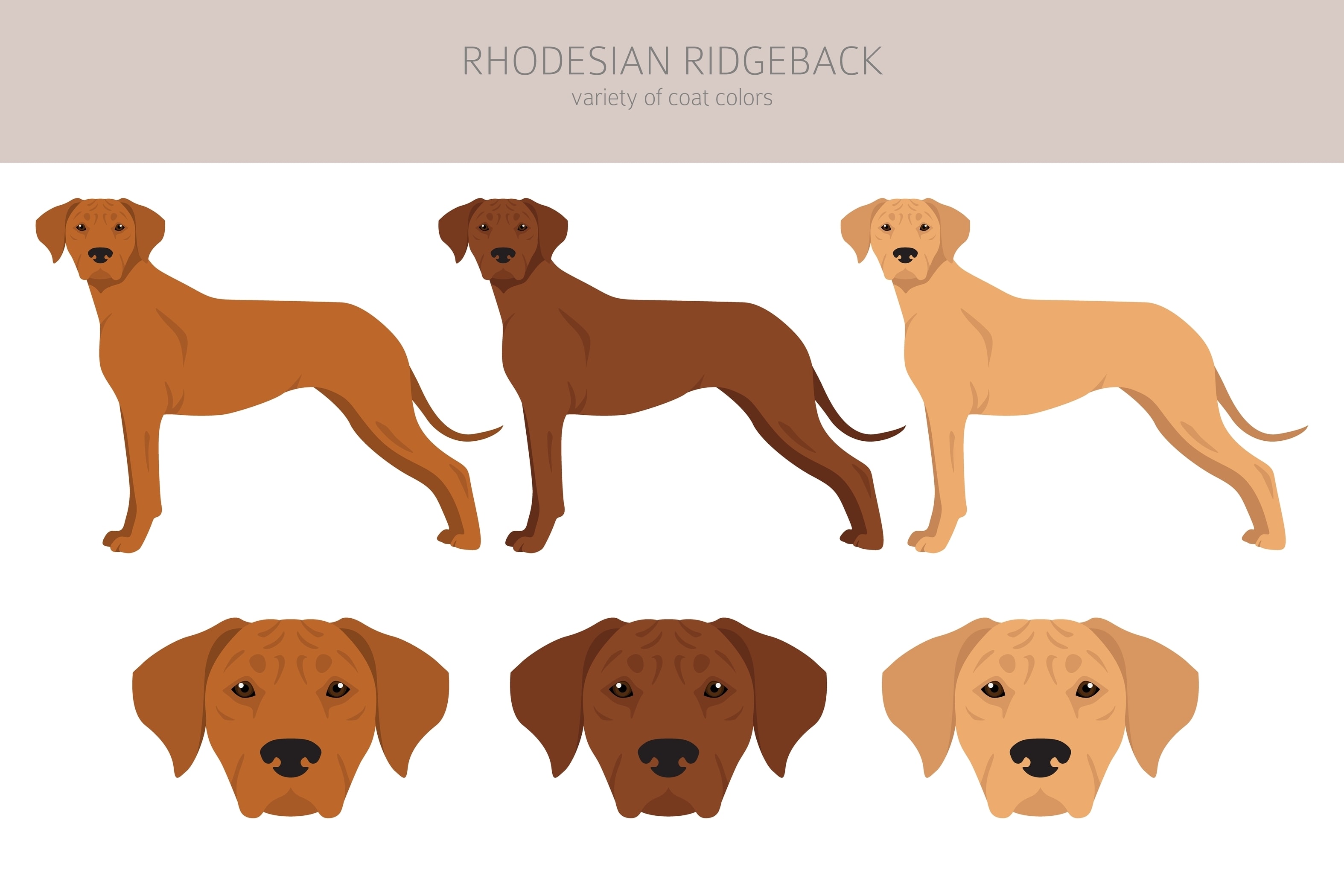 An infographic of the Rhodesian Ridgeback showing off its coat colors