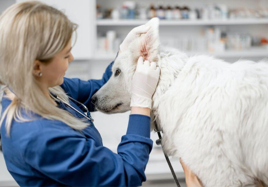 white dog getting a check up by a vet