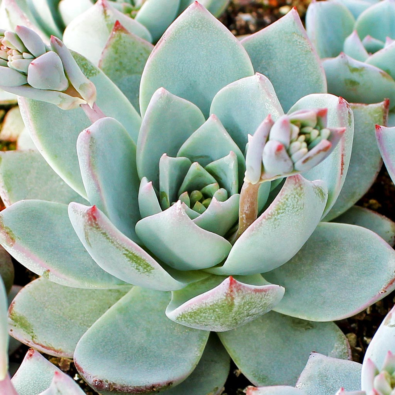 Peacock Cactus