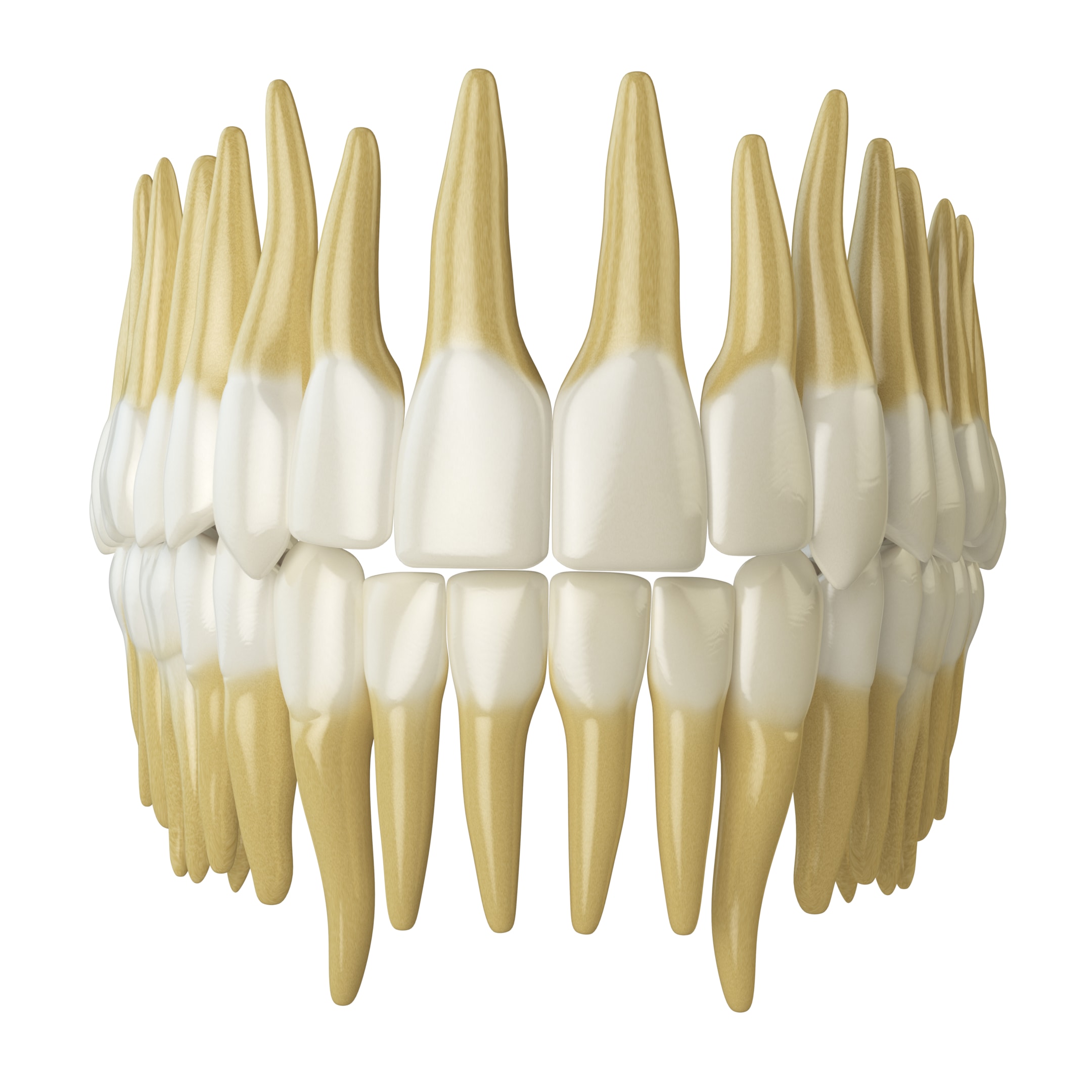 A natural teeth after recovered from periodontal disease.