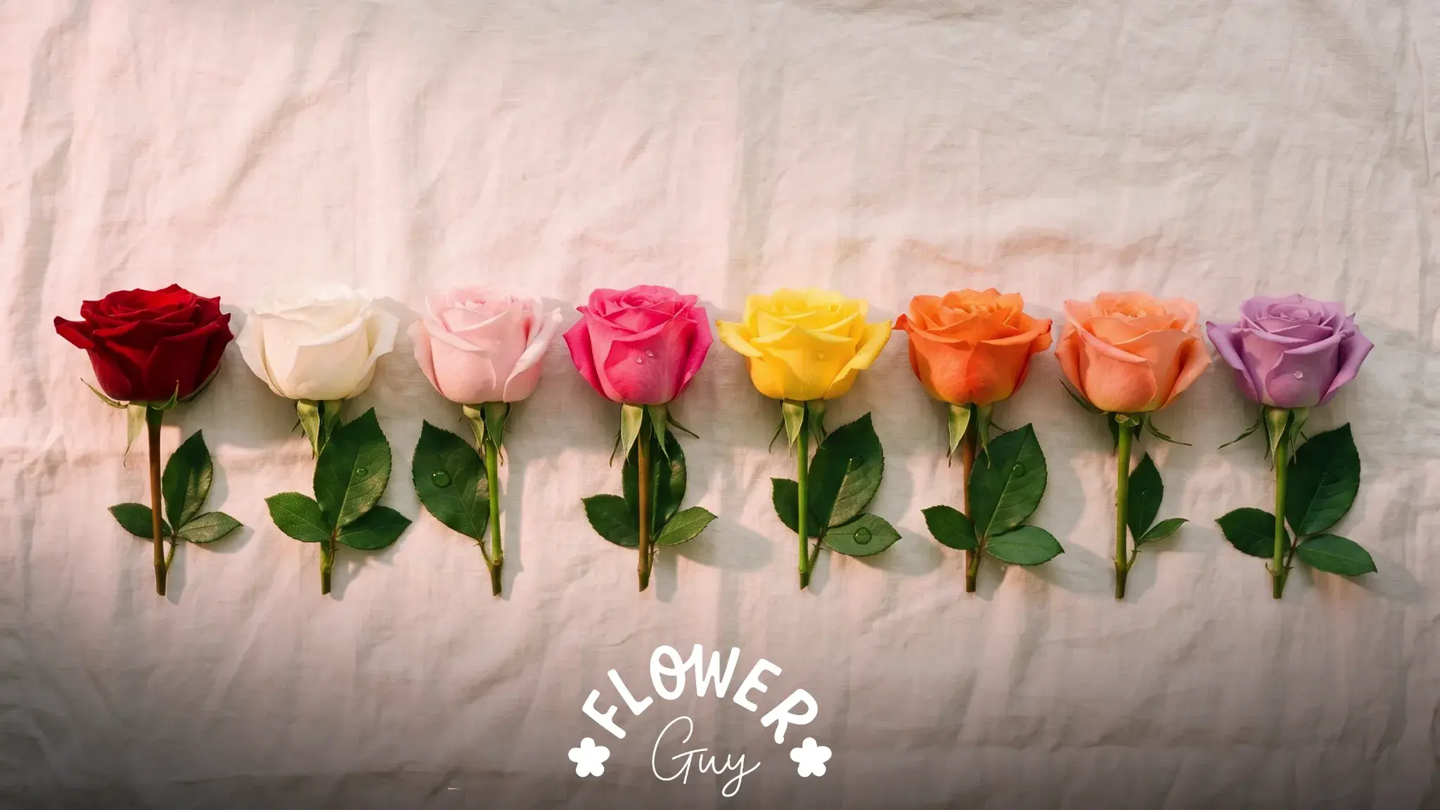 Eight roses in different colours laid in a row at dawn, showing rose meanings by colour