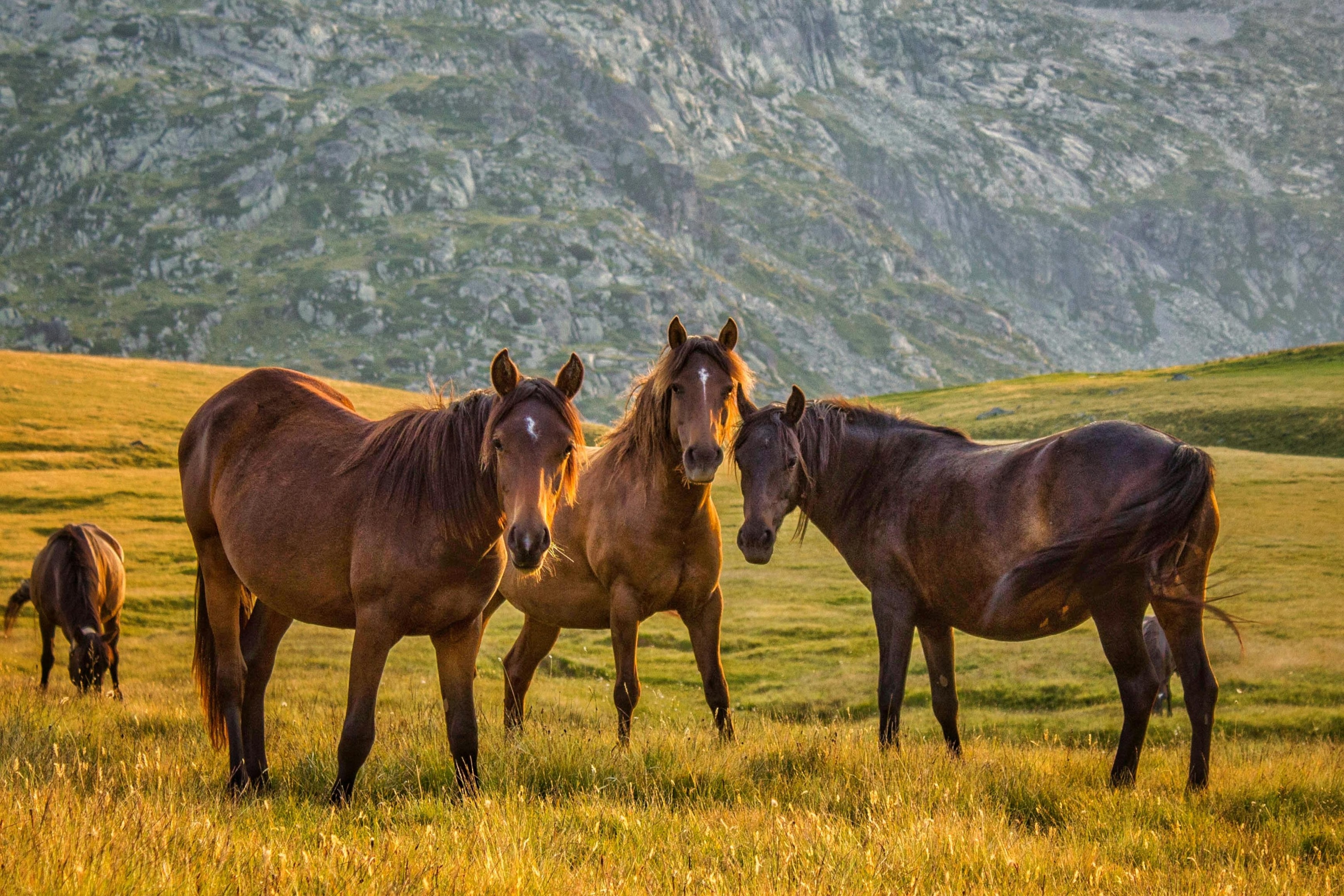 Horses in a field.