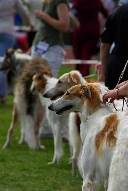 dogs, dog show, russian wolfhound