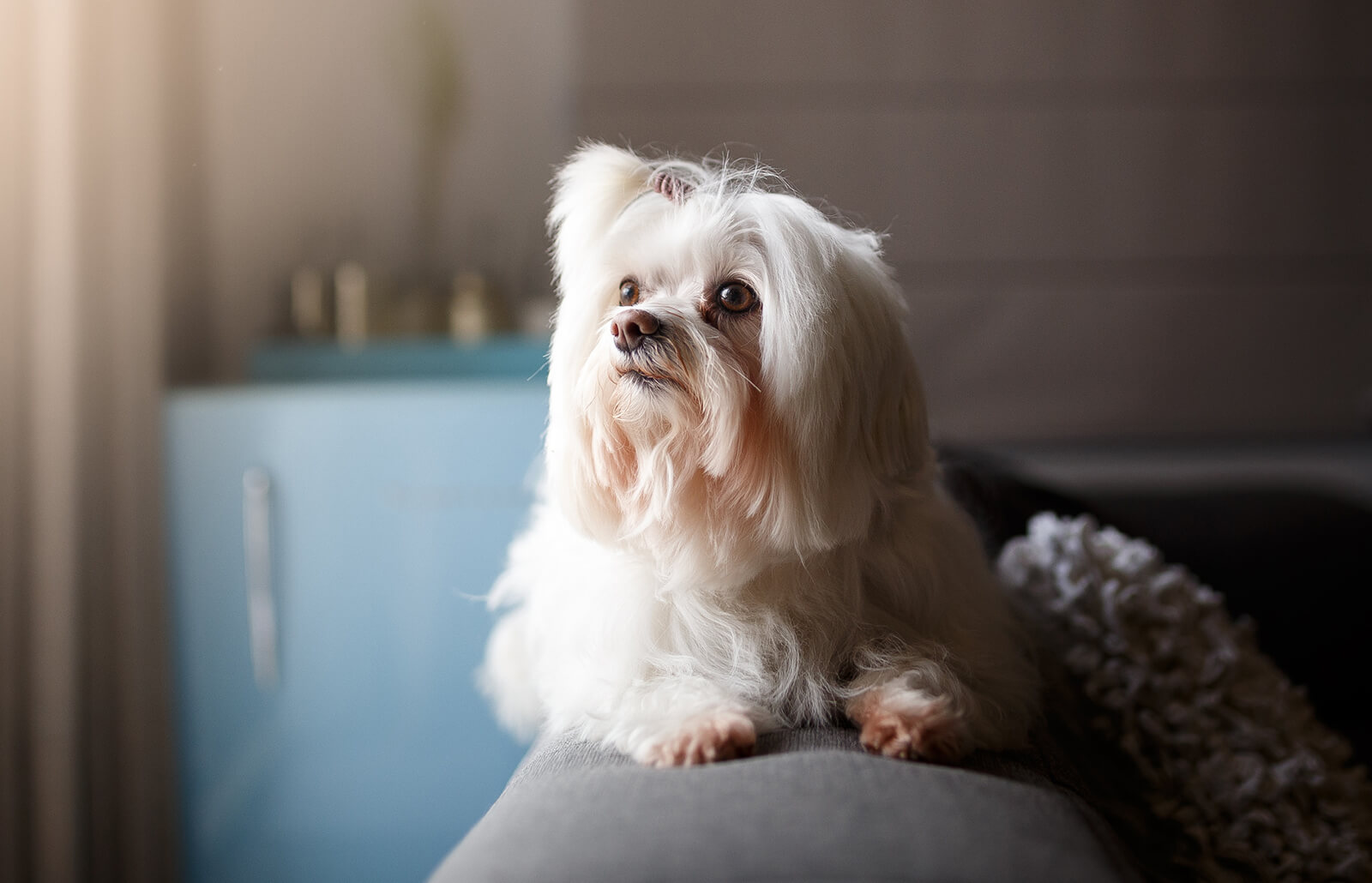 lhasa apso dog, couch potato, family members