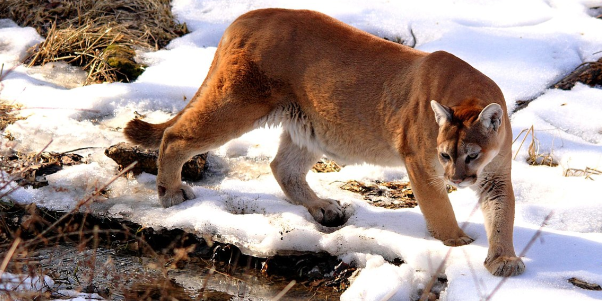 Cougar Cougar, Michigan