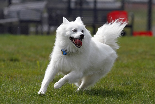 dog, american eskimo, pet, american eskimo dog standing, 