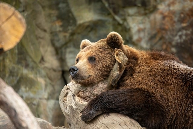 bear, grizzly, animal