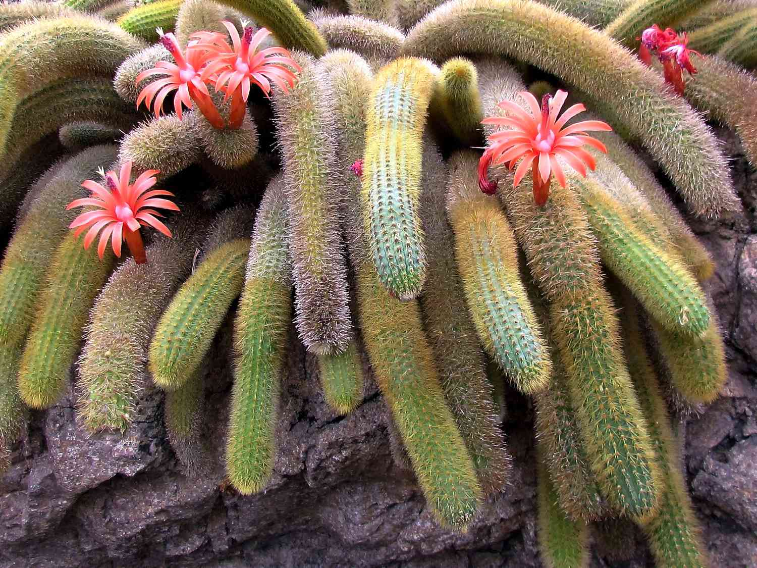 desert native cactus, cactus, Monkey Tail Cactus