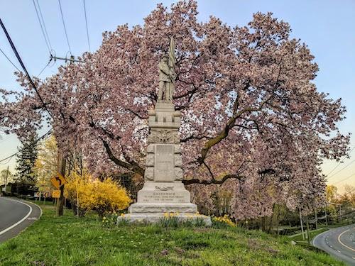 Magnolias and forsythia blooming behind the Civil War Monument in the center of downtown Greenwich