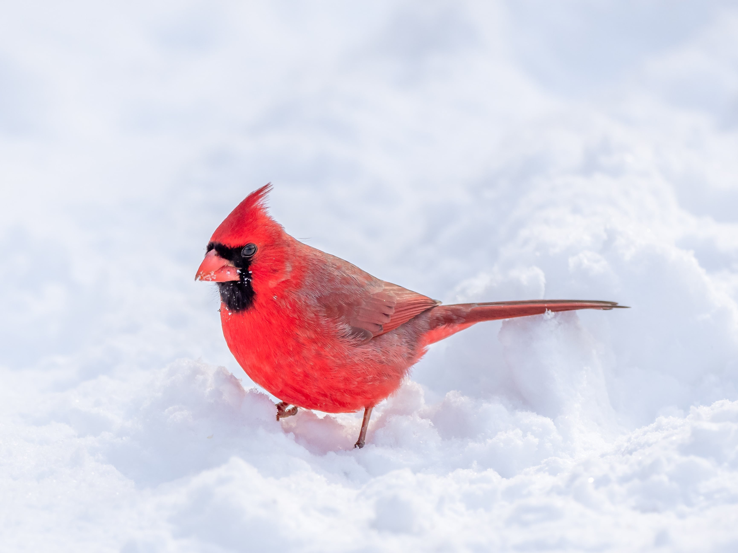 Biblical Meanings of Red Cardinal birds
