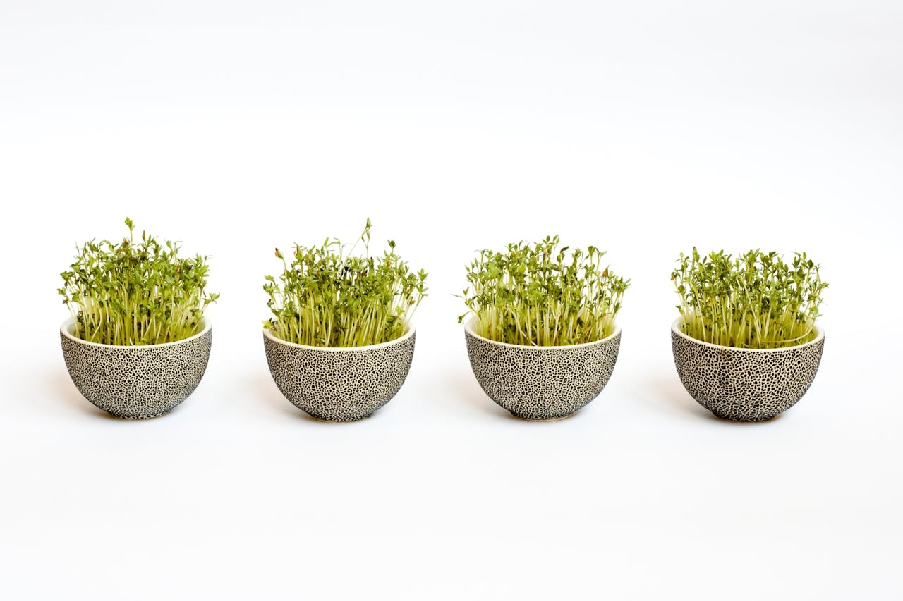 Step-by-step guide to planting and caring for greens indoors. Step-by-step guide to planting and caring for greens indoors.