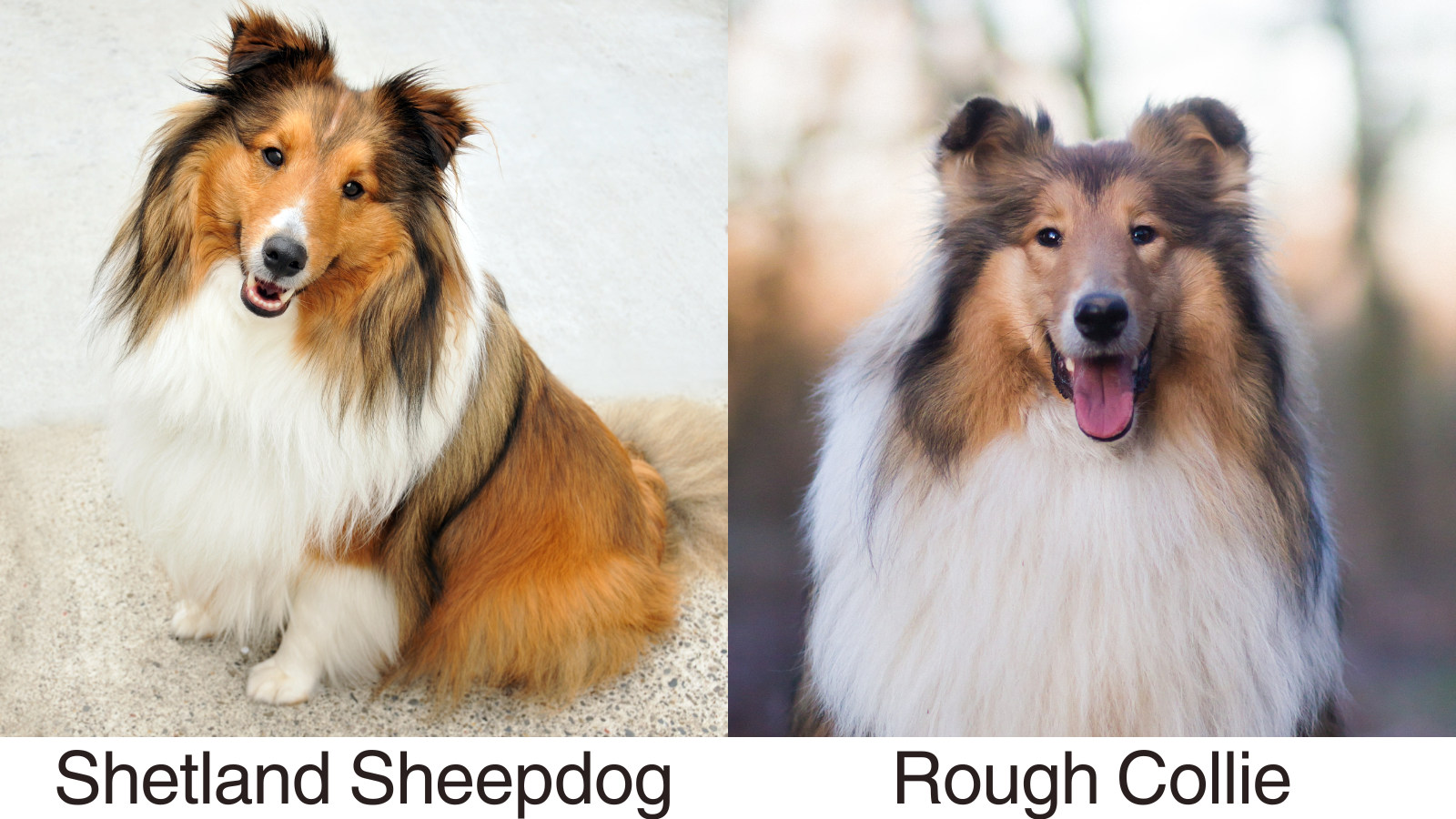Photo comparison of the rough collie and shetland sheepdog sheltie