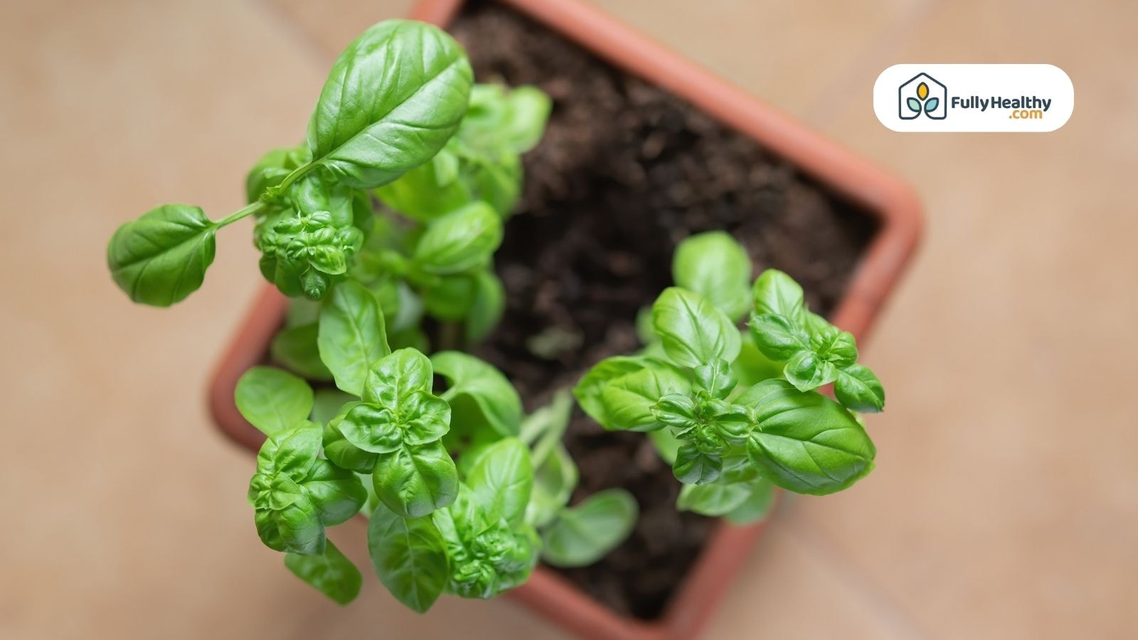 Young basil seedlings growing in a small brown pot with rich soil