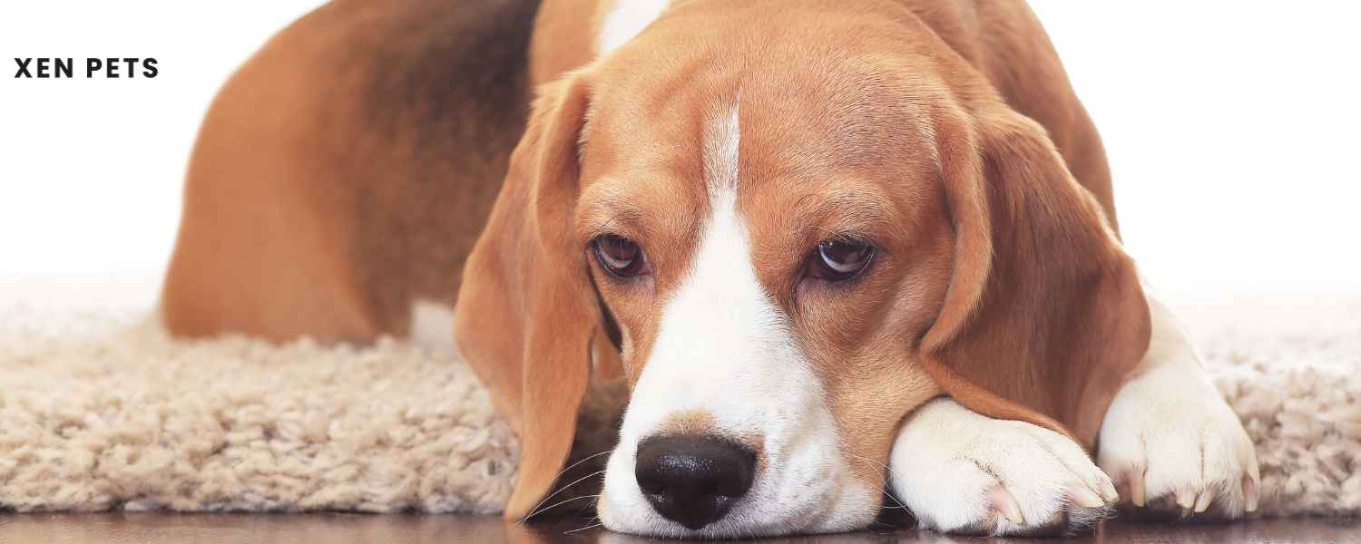 Ginger biscuits can lead to a stomach upset and diarrhea