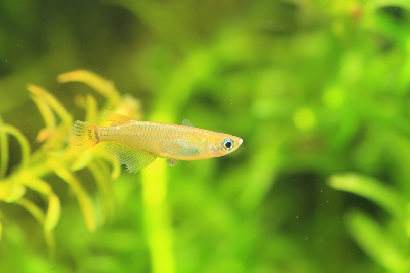 16 Best Fish For A 10 Gallon Tank - Aquarium Passion