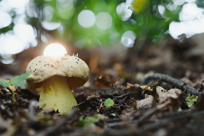 Natural Light vs. Artificial Light in Mushroom Growing