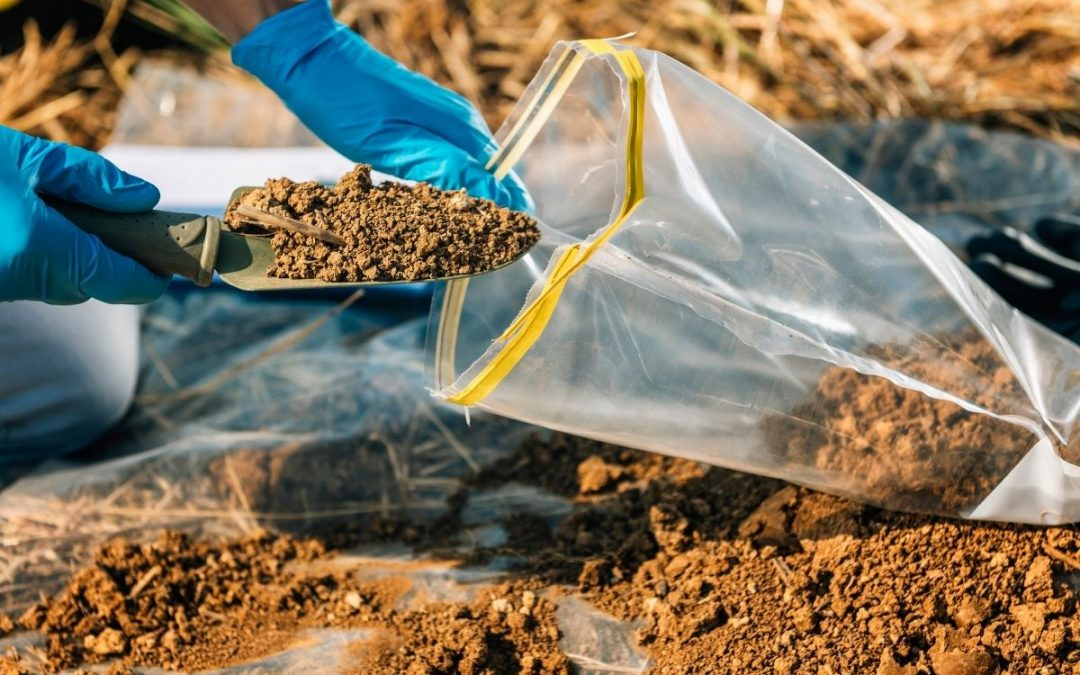 A picture of a person collecting soil samples in the field and preserving them