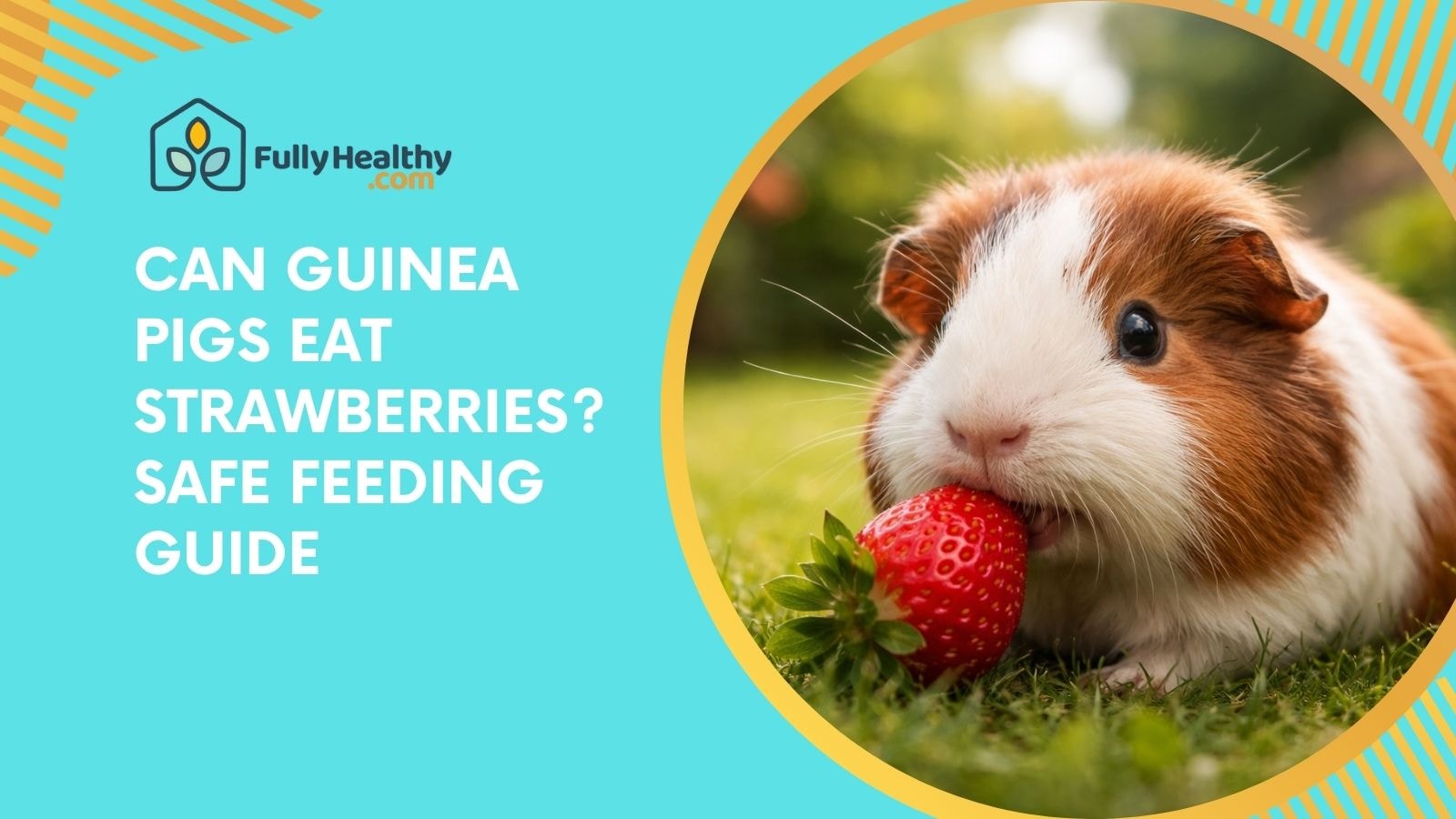Can Guinea Pigs Eat Strawberries? Safe Feeding Guide