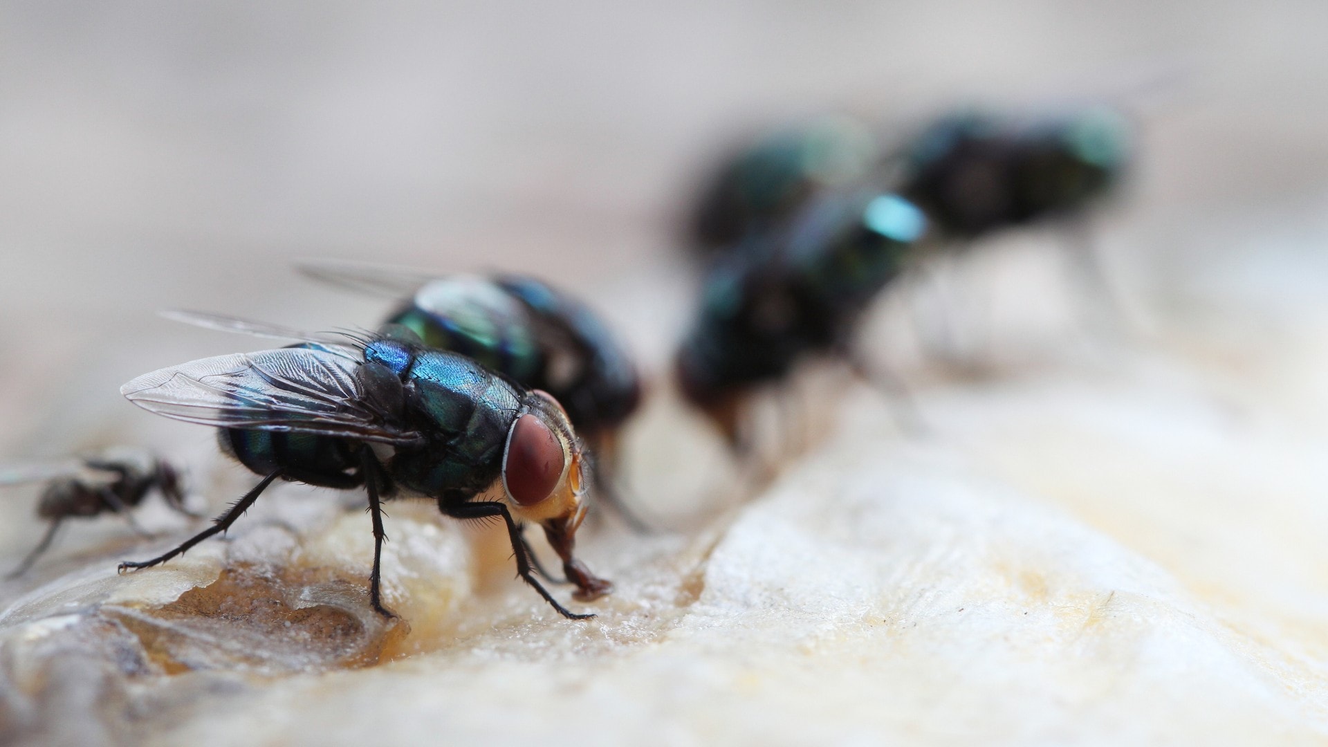 An image of a fly infestation on rotting food.