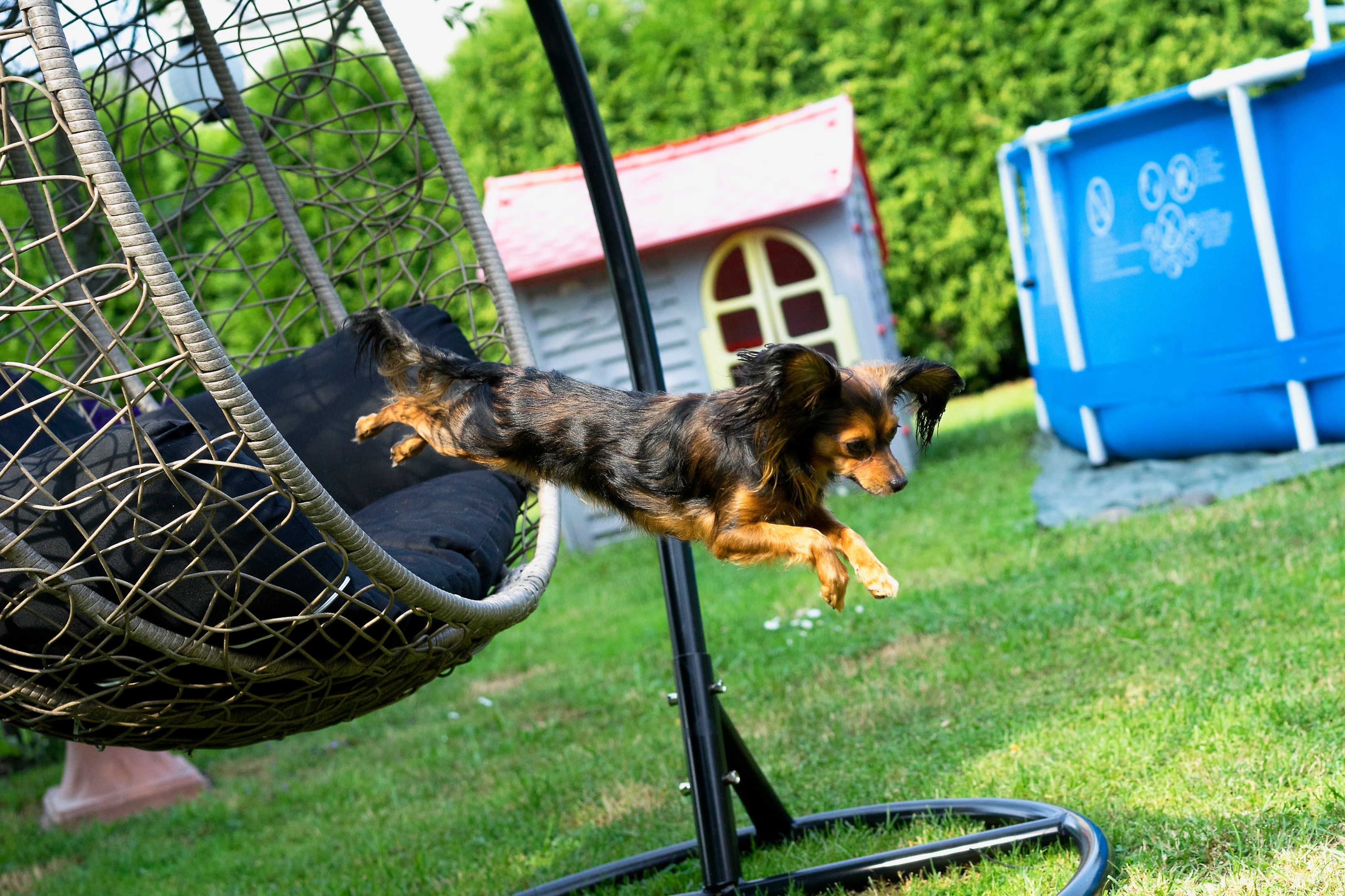 A long haired Russian Toy Terrier jumping from a swing