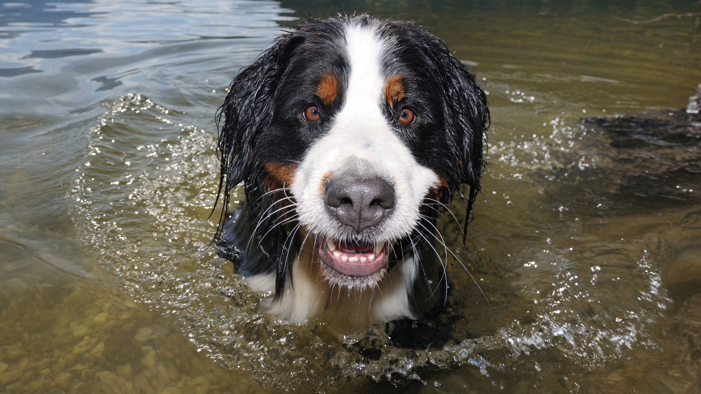A wet Saint Bernard dog