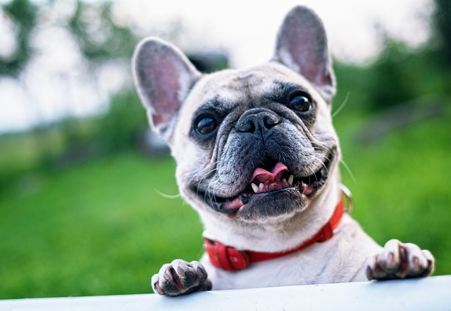 French Bulldog Shedding Solution  : Say Goodbye to Excessive Fur!