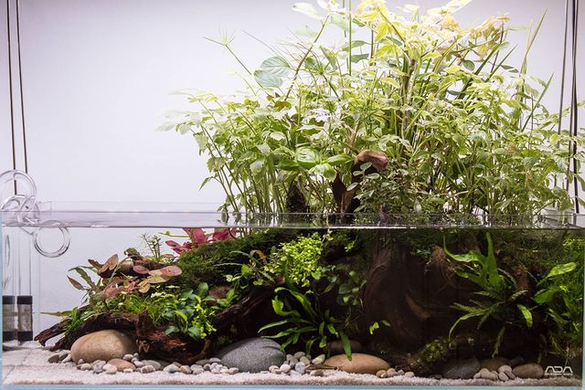 shallow planted tank