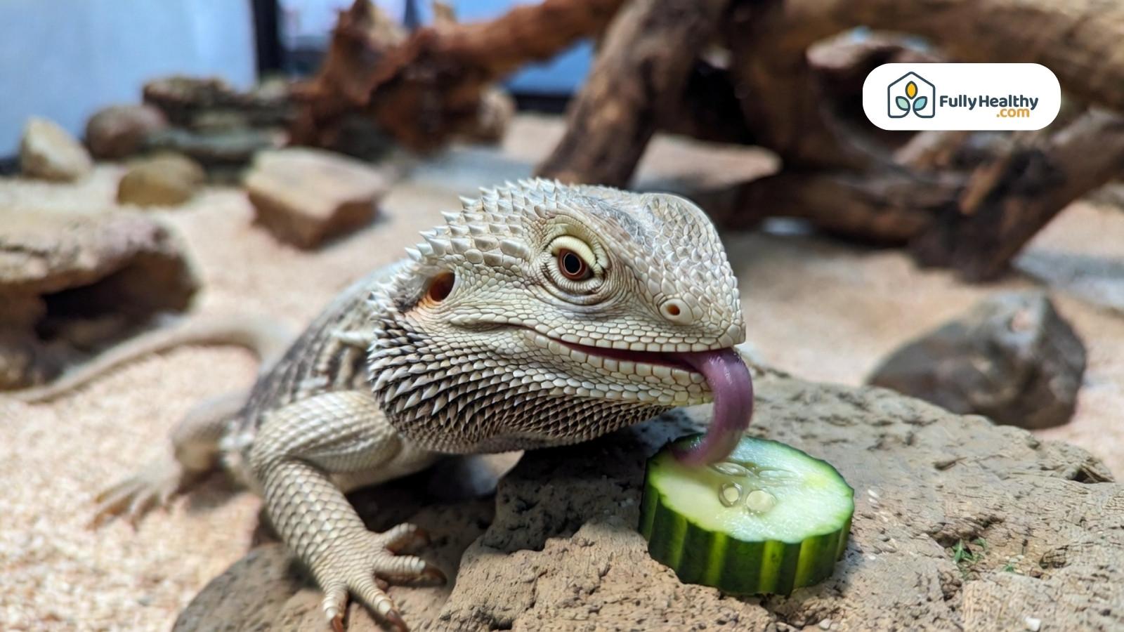 Bearded dragon licking cucumber slice with tongue on rocky terrarium surface