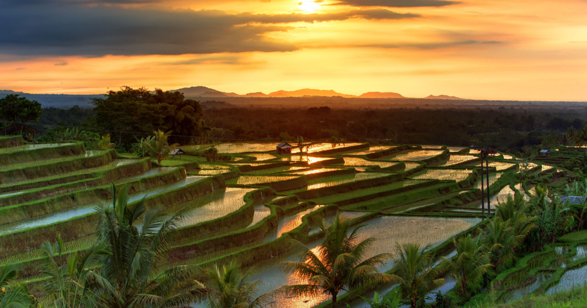 Rice terraces
