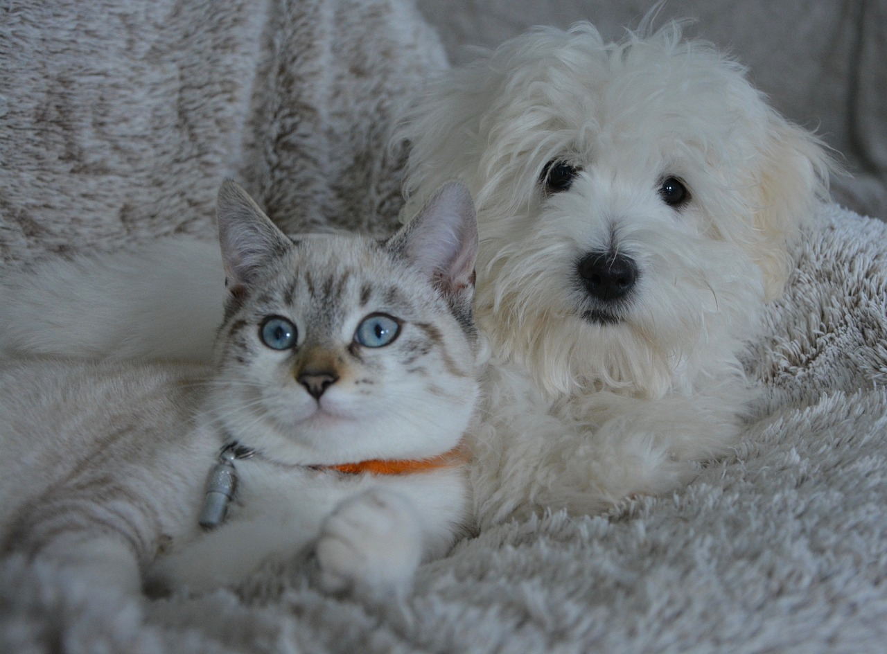 An image of a dog and cat on a couch at home. 