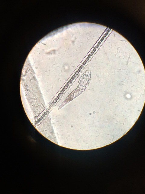 microscope, midd, hair follicle mite