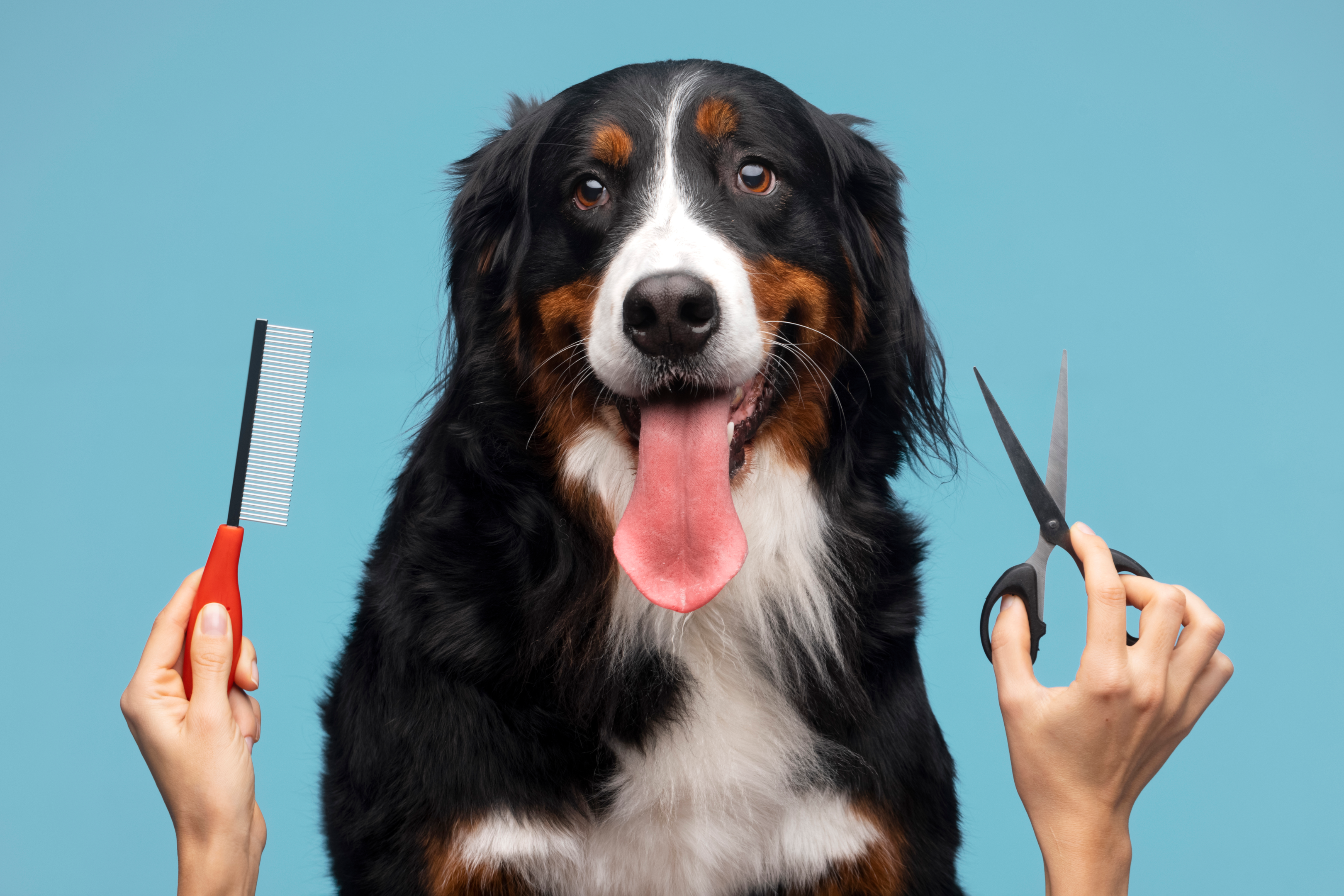 dog, shower, pet, dog grooming